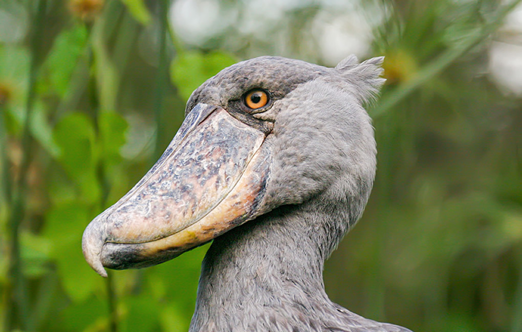 Uganda to Showcase Shoebills and Crested Cranes at UK Tourism Fair