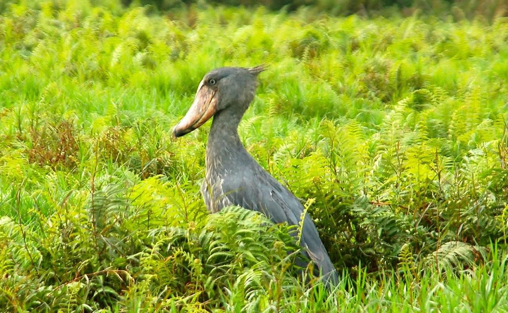 Best Places to See Rare Shoebill Storks in Uganda